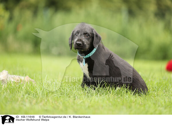 Irischer Wolfshund Welpe / Irish Wolfhound Puppy / KB-11648