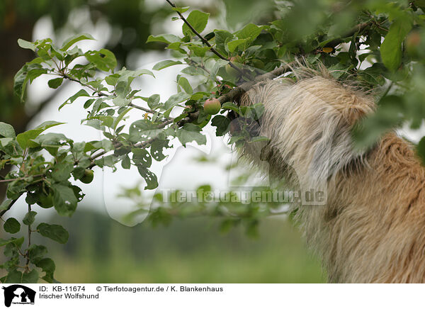 Irischer Wolfshund / Irish Wolfhound / KB-11674