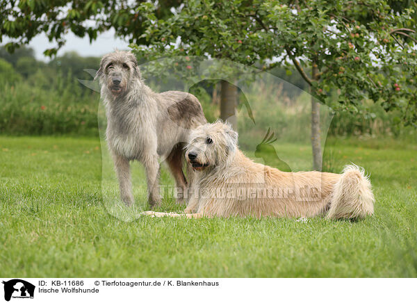 Irische Wolfshunde / Irish Wolfhounds / KB-11686