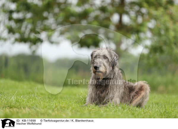 Irischer Wolfshund / Irish Wolfhound / KB-11698