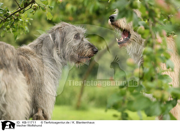 Irischer Wolfshund / Irish Wolfhound / KB-11711
