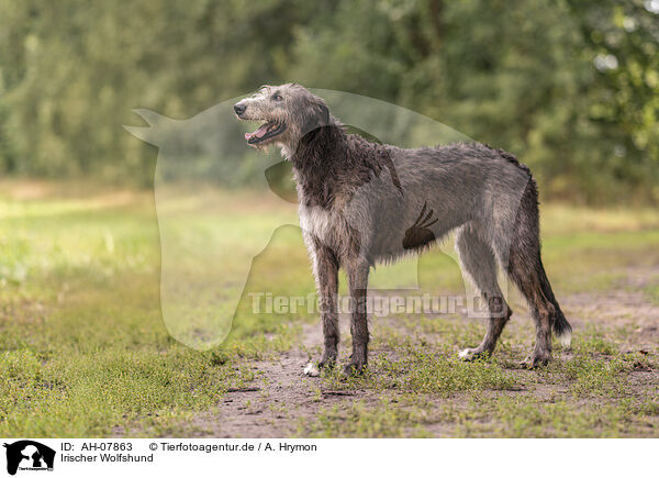 Irischer Wolfshund / AH-07863