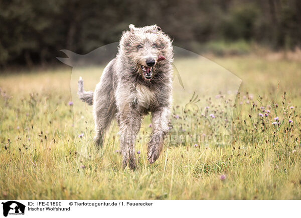 Irischer Wolfshund / Irish Wolfhound / IFE-01890