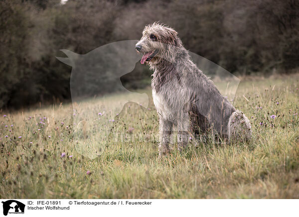 Irischer Wolfshund / Irish Wolfhound / IFE-01891