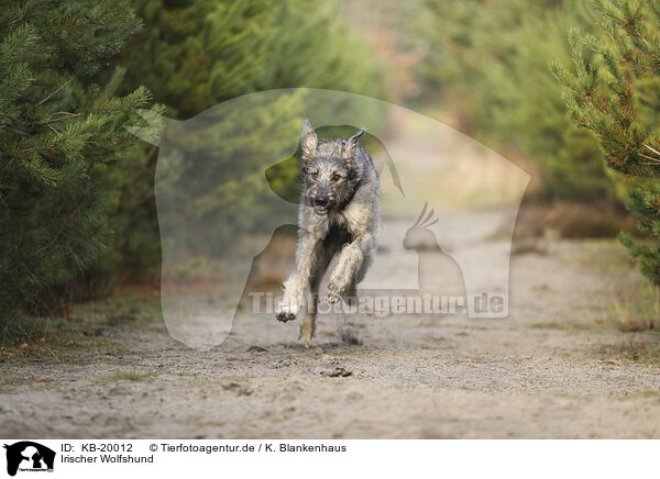 Irischer Wolfshund / irish Wolfhound / KB-20012