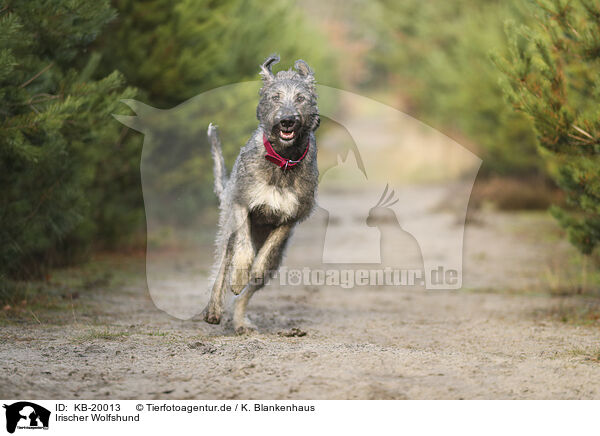 Irischer Wolfshund / irish Wolfhound / KB-20013