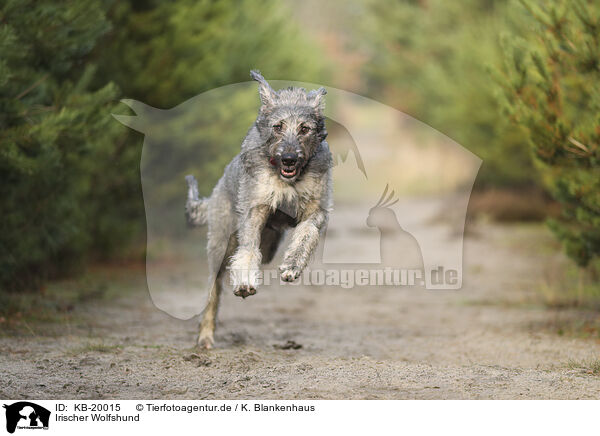 Irischer Wolfshund / irish Wolfhound / KB-20015