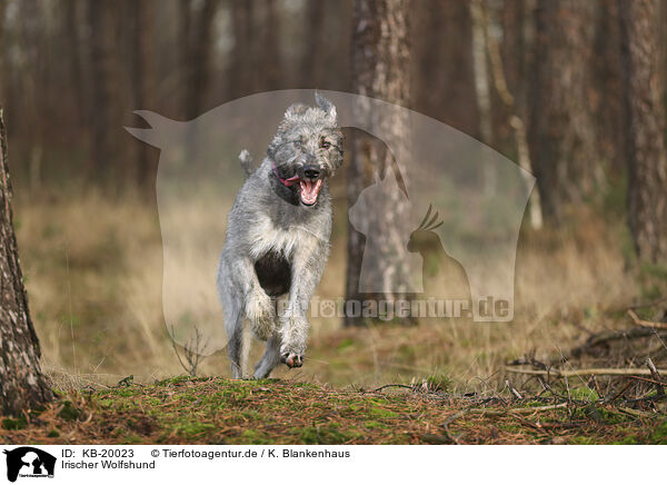Irischer Wolfshund / irish Wolfhound / KB-20023