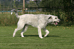 Irischer Wolfshund in Bewegung