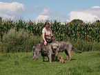 Irische Wolfshunde und Lhasa Apso