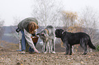 Irischer Wolfshund und Mix