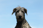 Irischer Wolfshund Portrait