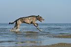 rennender Irischer Wolfshund