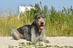 liegender Irischer Wolfshund
