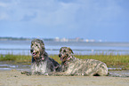 liegende Irische Wolfshunde