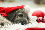 Irischer Wolfshund Welpe mit weihnachtlicher Dekoration