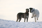 Irischer Wolfshund und Tibet-Terrier