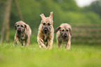 Irische Wolfshund Welpen