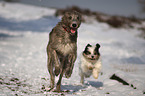 Irischer Wolfshund und Tibet-Terrier