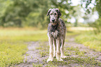 Irischer Wolfshund