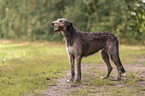 Irischer Wolfshund