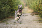 Irischer Wolfshund