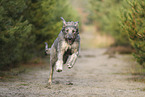 Irischer Wolfshund