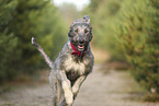 Irischer Wolfshund