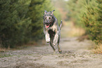 Irischer Wolfshund