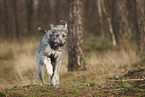 Irischer Wolfshund