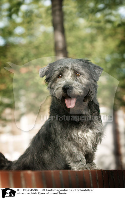 sitzender Irish Glen of Imaal Terrier / BS-04536