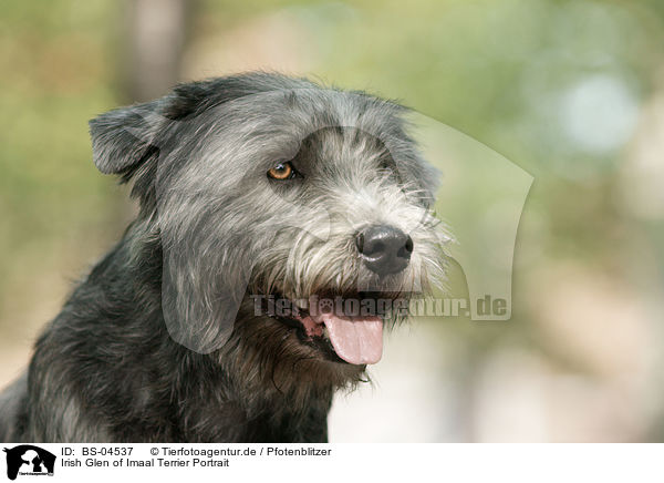 Irish Glen of Imaal Terrier Portrait / BS-04537