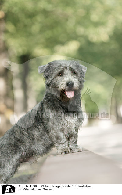 Irish Glen of Imaal Terrier / BS-04538