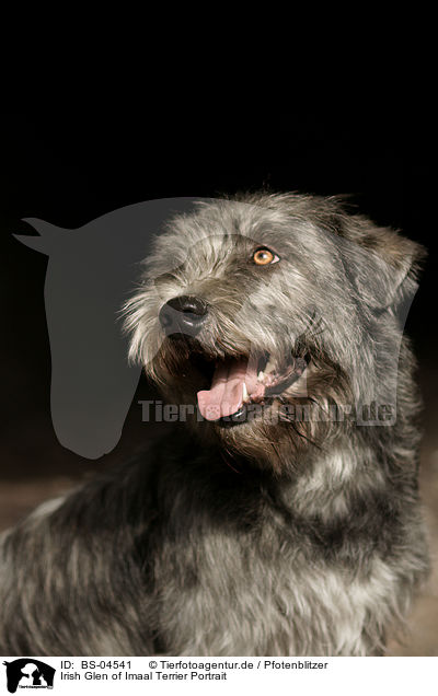 Irish Glen of Imaal Terrier Portrait / BS-04541