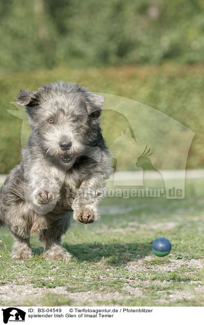 spielender Irish Glen of Imaal Terrier / playing Irish Glen of Imaal Terrier / BS-04549