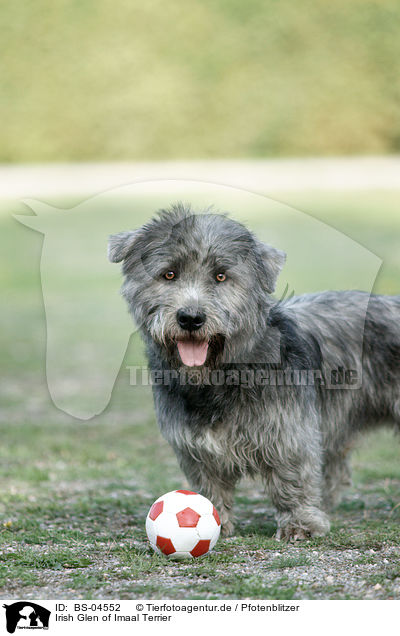 Irish Glen of Imaal Terrier / Irish Glen of Imaal Terrier / BS-04552