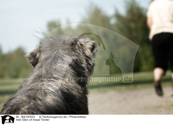 Irish Glen of Imaal Terrier / Irish Glen of Imaal Terrier / BS-04553