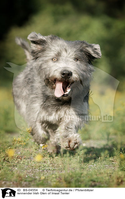 rennender Irish Glen of Imaal Terrier / running Irish Glen of Imaal Terrier / BS-04554