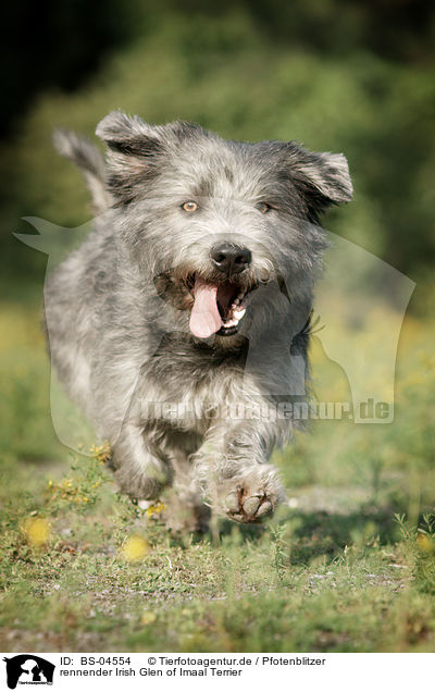 rennender Irish Glen of Imaal Terrier / running Irish Glen of Imaal Terrier / BS-04554