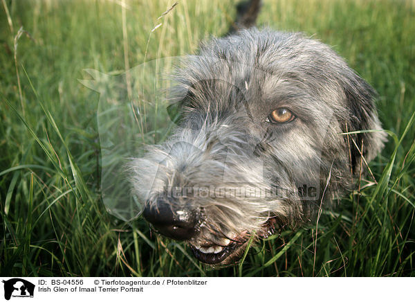 Irish Glen of Imaal Terrier Portrait / Irish Glen of Imaal Terrier Portrait / BS-04556