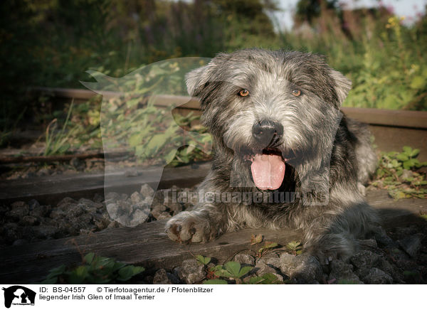liegender Irish Glen of Imaal Terrier / lying Irish Glen of Imaal Terrier / BS-04557