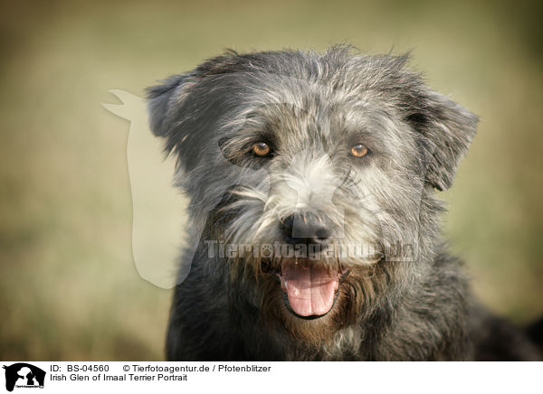 Irish Glen of Imaal Terrier Portrait / Irish Glen of Imaal Terrier Portrait / BS-04560