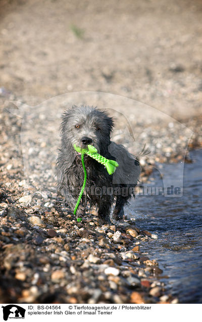 spielender Irish Glen of Imaal Terrier / playing Irish Glen of Imaal Terrier / BS-04564