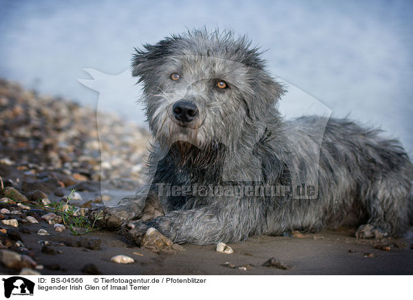 liegender Irish Glen of Imaal Terrier / lying Irish Glen of Imaal Terrier / BS-04566