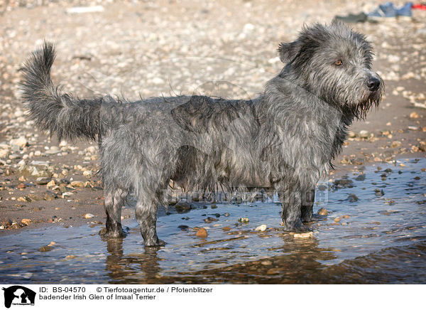 badender Irish Glen of Imaal Terrier / BS-04570