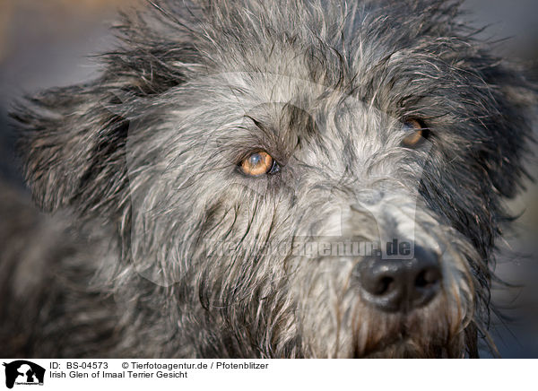 Irish Glen of Imaal Terrier Gesicht / Irish Glen of Imaal Terrier face / BS-04573