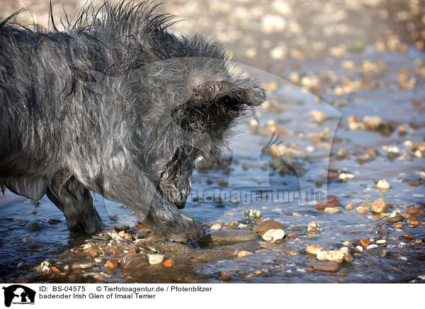 badender Irish Glen of Imaal Terrier / bathing Irish Glen of Imaal Terrier / BS-04575