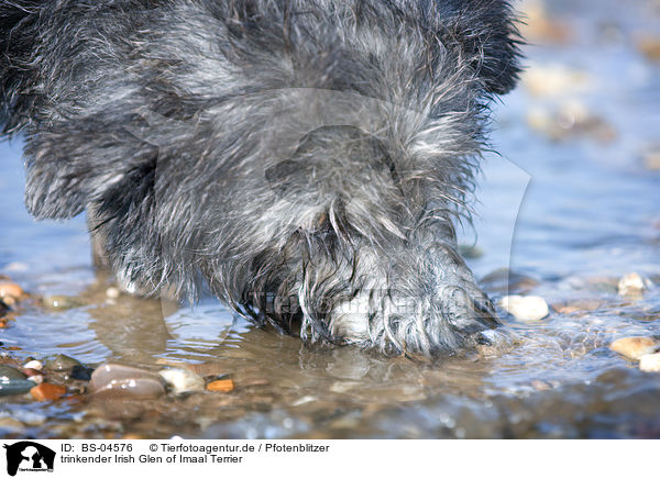trinkender Irish Glen of Imaal Terrier / BS-04576