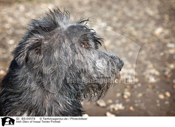 Irish Glen of Imaal Terrier Portrait / BS-04578