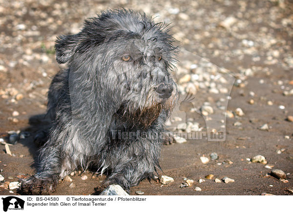 liegender Irish Glen of Imaal Terrier / lying Irish Glen of Imaal Terrier / BS-04580